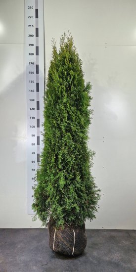 Туя западная Смарагд экстра ø30 h160 - 180 см
