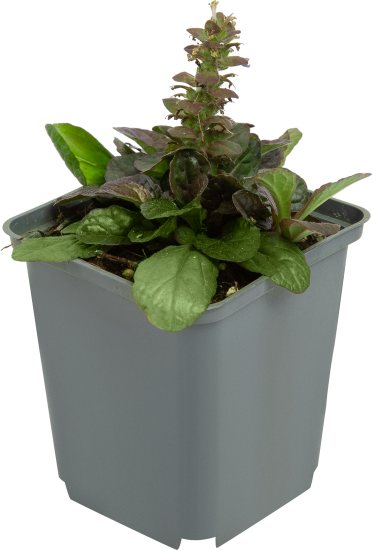 Живучка ползучая в сортах (Р9)