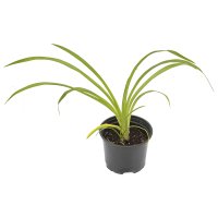 Лилейник гибридный в сортах (V2л)