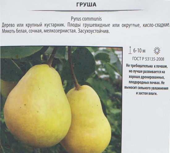 Груша «Осенняя Яковлева» 25x120 см