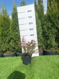 Барбарис Сильвер Бьюти h20 - 40 см