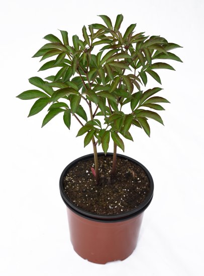 Пион травянистый микс ø17.5 h15 см