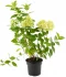 Гортензия метельчатая Limelight ø17 h35-55 см