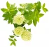 Гортензия метельчатая Limelight ø17 h35-55 см