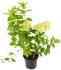 Гортензия метельчатая Limelight ø17 h35-55 см