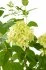 Гортензия метельчатая Limelight ø17 h35-55 см