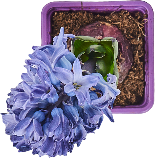 Гиацинт 1 луковица микс P7