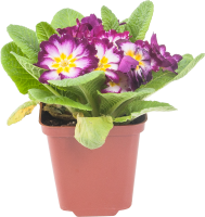 Примула микс 11x15 см