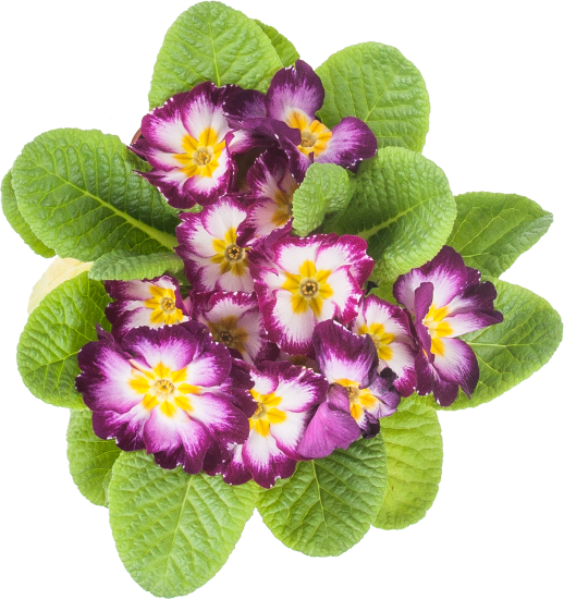 Примула микс 11x15 см