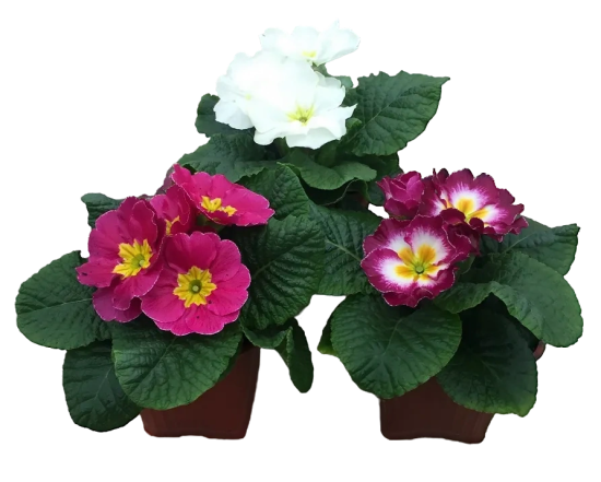 Примула микс 11x15 см