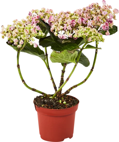 Гортензия Макрофила микс ø10.5 h22 см