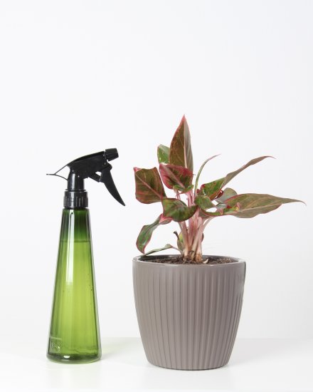 Опрыскиватель для растений ручной Рейн УТ000035965 ручной 0.38 л цвет малахит