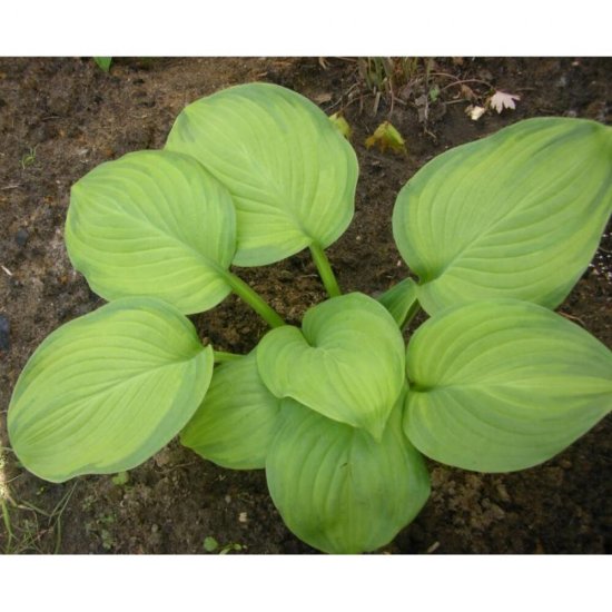 Хоста Гуакамоле ø15 h25 см