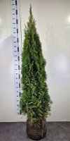 Туя западная Смарагд ø30 h180 - 200 см