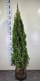 Туя западная Смарагд ø30 h180 - 200 см