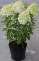 Гортензия метельчатая в сортах С7.5