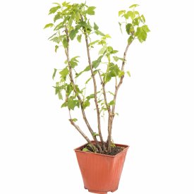 Смородина чёрная ø17 h80 см