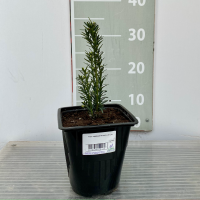 Тисс средний Хилли ø14 h300 см