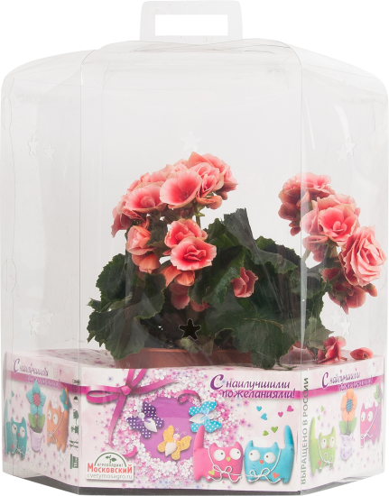 Бегония Премиум h35 ø15 см Агрокомбинат Московский