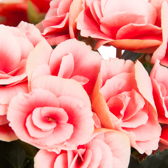 Бегония Премиум h35 ø15 см Агрокомбинат Московский