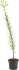 Лилия в сортах (V1.5л)