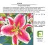 Лилия в сортах (V1.5л)