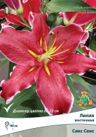 Лилии восточные Сикс Сенс