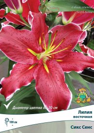 Лилии восточные Сикс Сенс