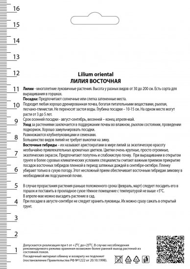 Лилии восточные Сикс Сенс