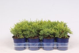 Можжевельник Голд Кост ø11 h20 см