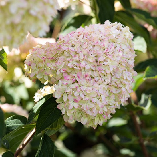 Гортензия метельчатая Коттон Крим ø17 h20 см