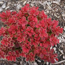 Барбарис Тунберга Руби Стар ø13 h20 см