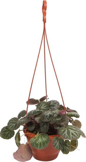 Камнеломка Микс 16x25 см