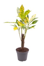 Кодиеум Аукубафолия ø6 h27 см