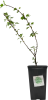 Крыжовник микс h15 см