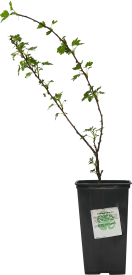 Крыжовник микс h15 см