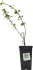 Крыжовник микс h15 см