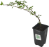 Крыжовник микс h15 см