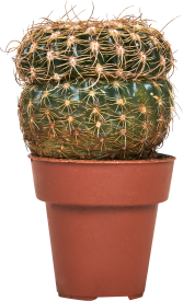 Кактус микс ø3.5 h5 см