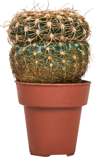 Кактус микс ø3.5 h5 см