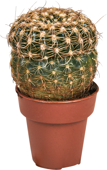 Кактус микс ø3.5 h5 см