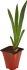 Ирис микс С2