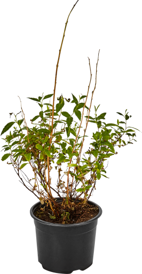 Спирея японская «Альбифлора» С2