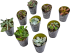 Суккулент микс 6.5x10 см