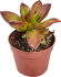 Суккулент микс 6.5x10 см
