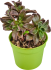 Суккулент микс 6.5x10 см