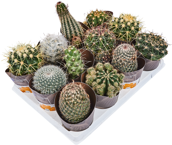 Кактус микс 6.5x10 см