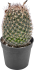Кактус микс 6.5x10 см