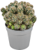 Кактус микс 6.5x10 см