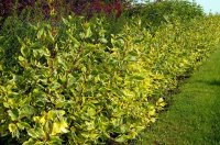 Дерен белый Гоучалти ø15 h35 см